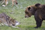 wolf-vs-bear